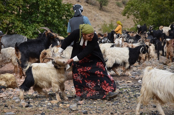 Foto - Yılda sadece 6 ay çalışıyorlar! Aylık kazançları duyunca çok şaşıracaksınız