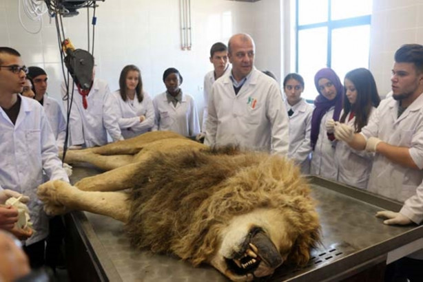 Yıldırım çarpmasıyla ölen aslan kadavra oldu