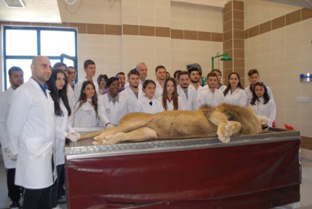 Foto - Yıldırım çarpmasıyla ölen aslan kadavra oldu