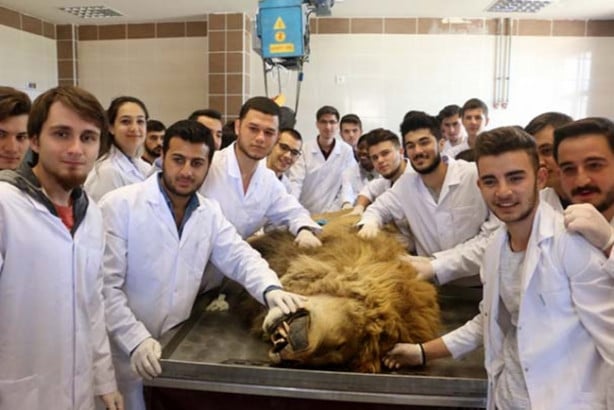 Foto - Yıldırım çarpmasıyla ölen aslan kadavra oldu