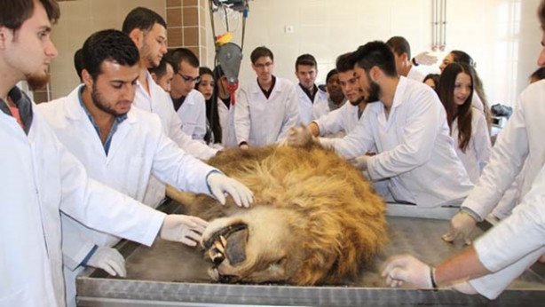 Foto - Yıldırım çarpmasıyla ölen aslan kadavra oldu