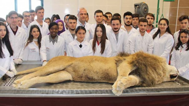 Foto - Yıldırım çarpmasıyla ölen aslan kadavra oldu