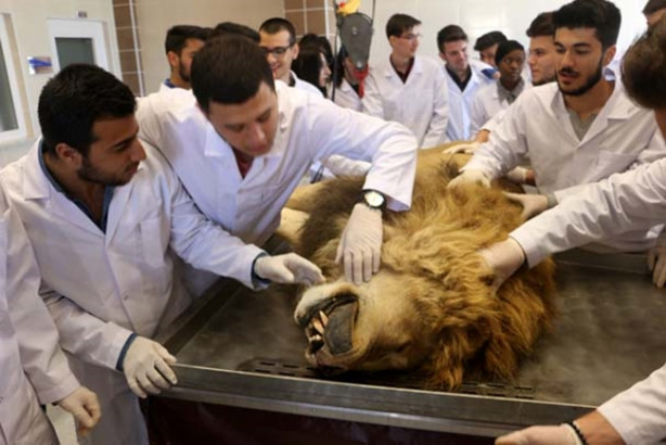 Foto - Yıldırım çarpmasıyla ölen aslan kadavra oldu