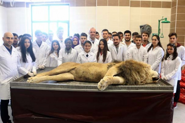 Foto - Yıldırım çarpmasıyla ölen aslan kadavra oldu