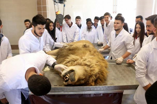 Foto - Yıldırım çarpmasıyla ölen aslan kadavra oldu