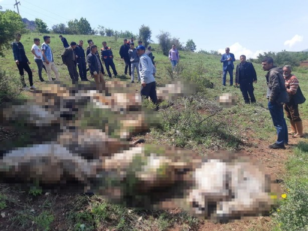 Foto - Yıldırım düşmesi sonucu 53 küçükbaş hayvan telef oldu