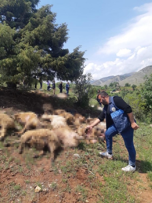 Foto - Yıldırım düşmesi sonucu 53 küçükbaş hayvan telef oldu