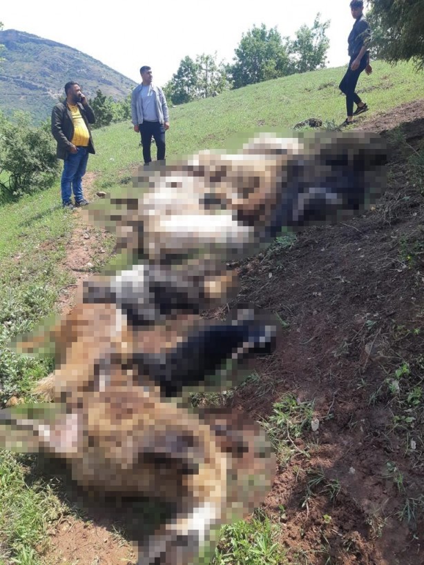 Yıldırım düşmesi sonucu 53 küçükbaş hayvan telef oldu