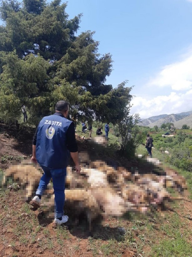 Foto - Yıldırım düşmesi sonucu 53 küçükbaş hayvan telef oldu