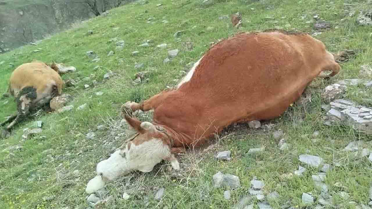 Yıldırım düştü: 5 inek telef oldu