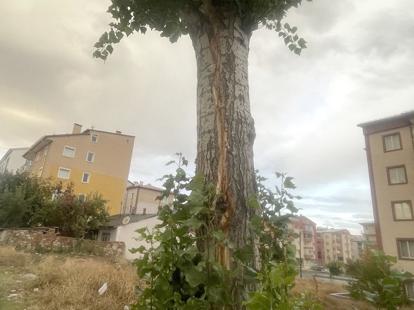 Foto - Yıldırım düştü! Ses böyle korkuttu