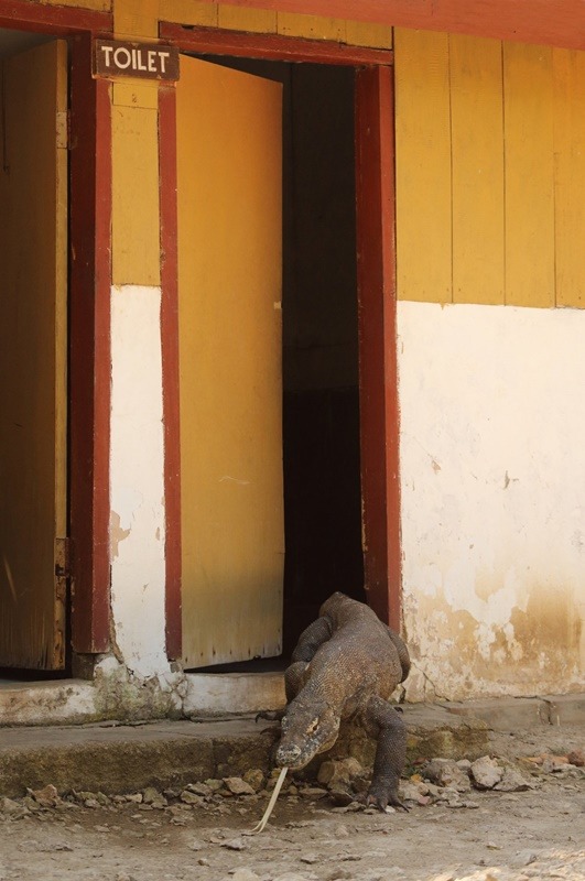 Foto - Yılın en komik vahşi yaşam fotoğrafları