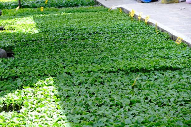 Foto - Yılın ilk fideleri seralardan tezgahlara taşındı