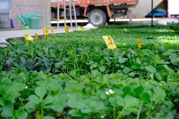 Foto - Yılın ilk fideleri seralardan tezgahlara taşındı