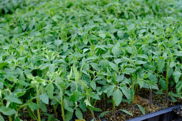 Foto - Yılın ilk fideleri seralardan tezgahlara taşındı