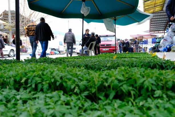 Foto - Yılın ilk fideleri seralardan tezgahlara taşındı