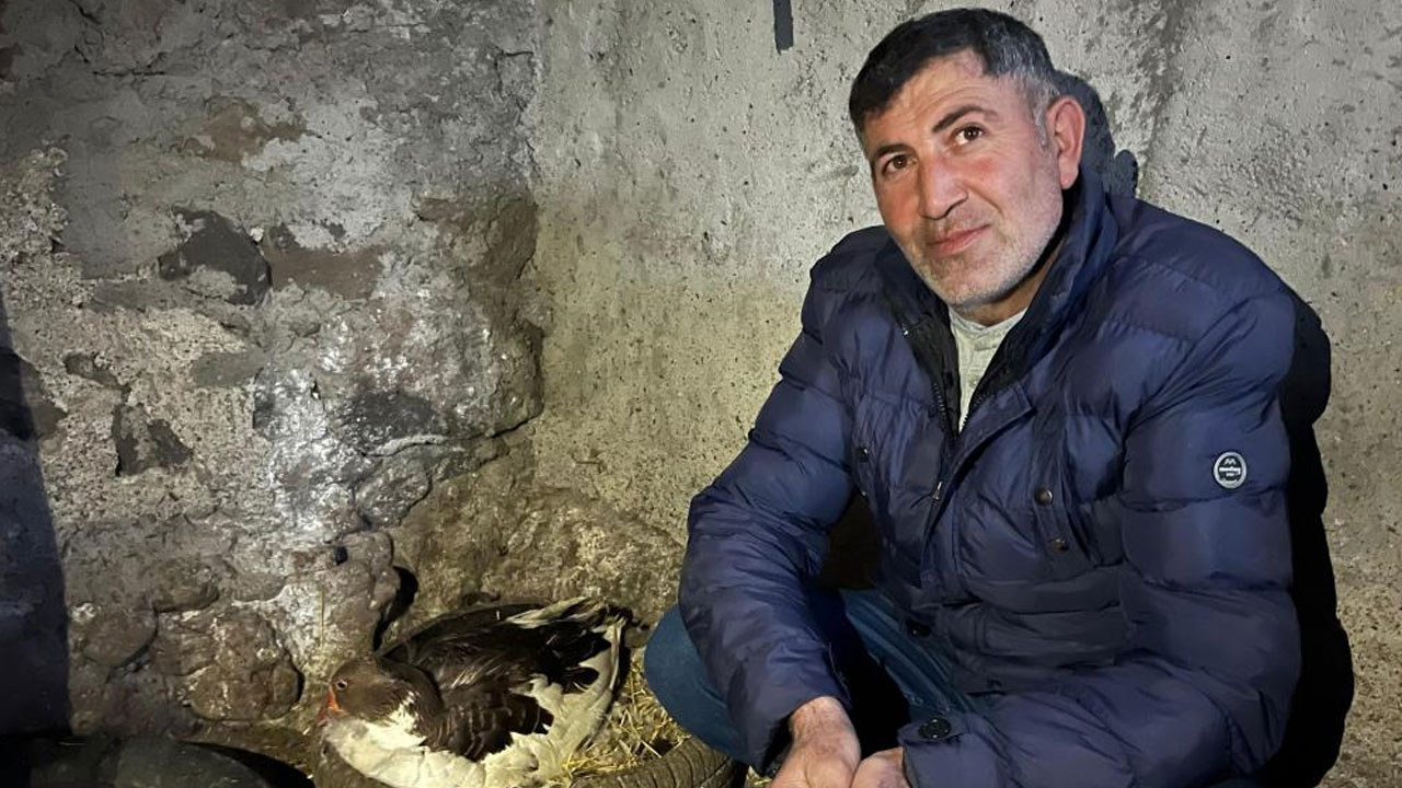 Foto - Yılın ilk kaz yavruları çıktı