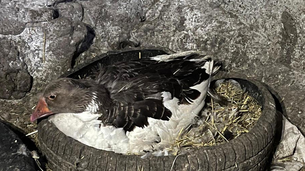 Foto - Yılın ilk kaz yavruları çıktı