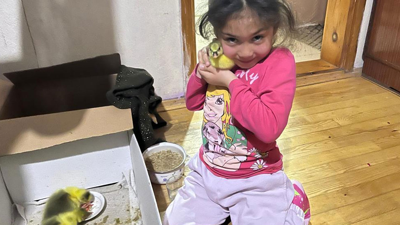 Foto - Yılın ilk kaz yavruları çıktı