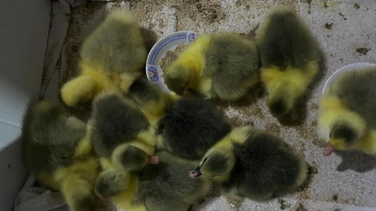 Foto - Yılın ilk kaz yavruları çıktı