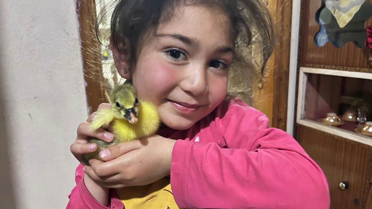 Yılın ilk kaz yavruları çıktı