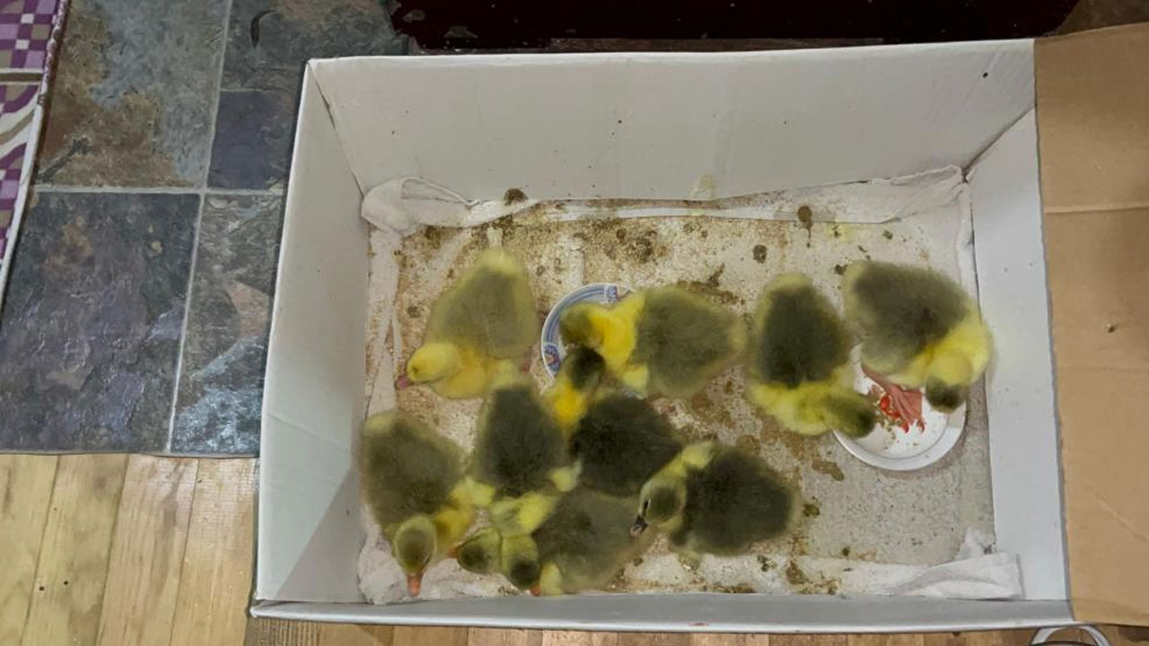 Foto - Yılın ilk kaz yavruları çıktı