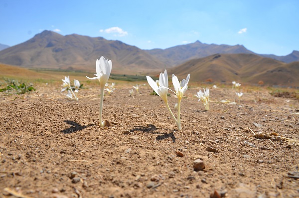 Foto - Yılın son çiçekleri açtı