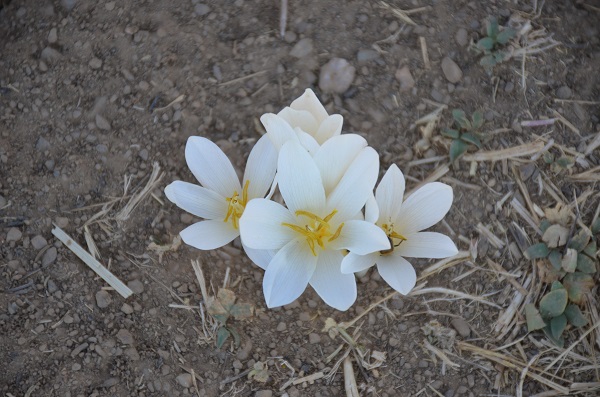Foto - Yılın son çiçekleri açtı
