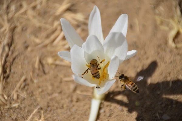 Foto - Yılın son çiçekleri açtı