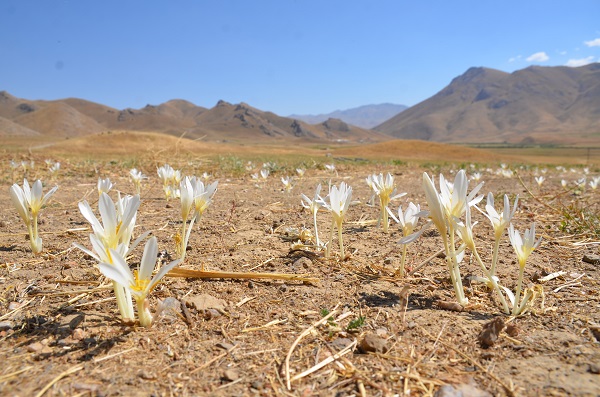 Foto - Yılın son çiçekleri açtı