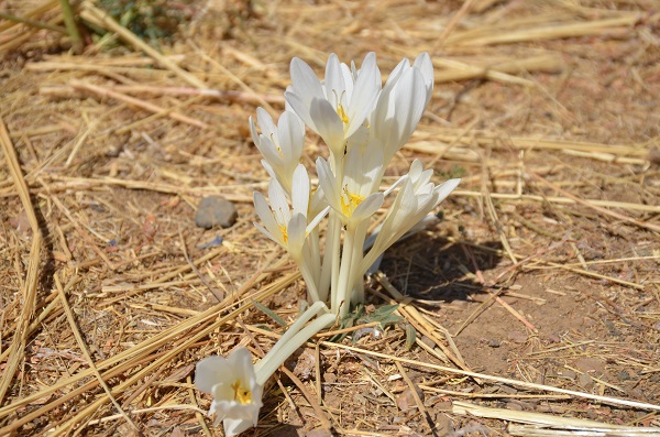 Foto - Yılın son çiçekleri açtı