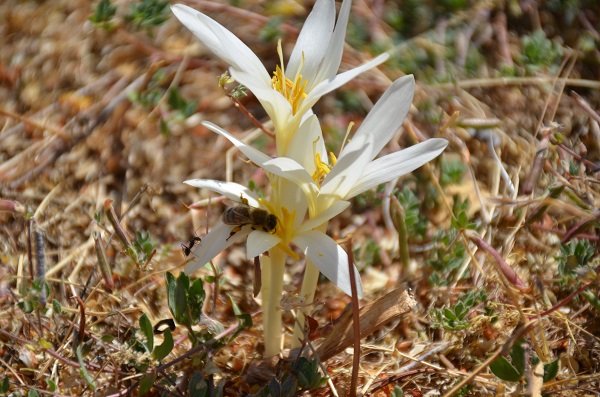 Foto - Yılın son çiçekleri açtı