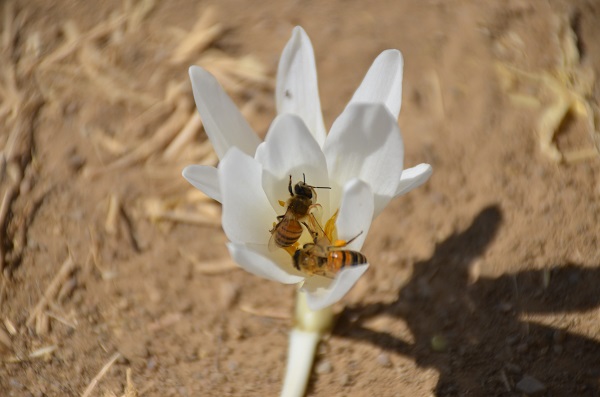 Foto - Yılın son çiçekleri açtı