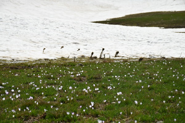 Foto - Yılın son kardelenlerinden şölen