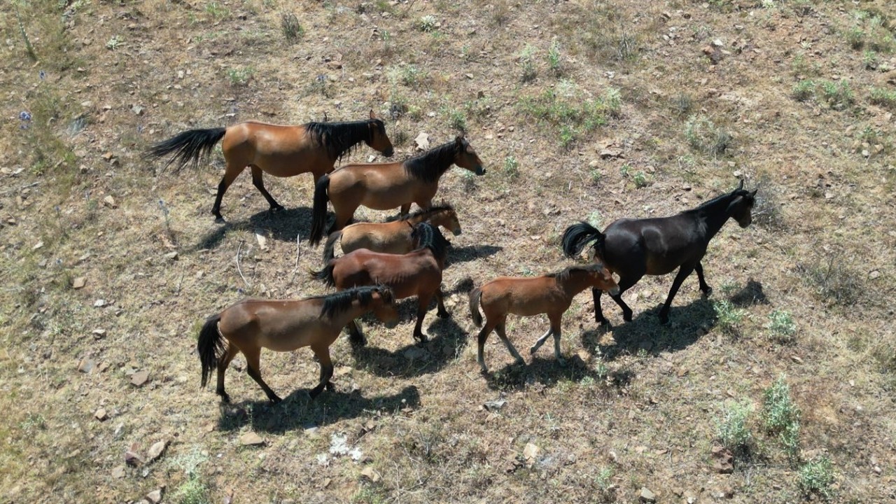 Yılkı atları baharın gelmesiyle meralarda görülmeye başladı