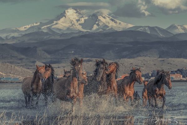 Yılkı atlarıyla meşhur Hürmetçi Sazlığı