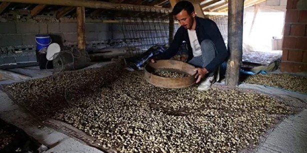 Foto - Yıllar önce bir ziraat mühendisi aşıladı! Şimdi bölgedekileri ihya etti! Paraya para demiyorlar