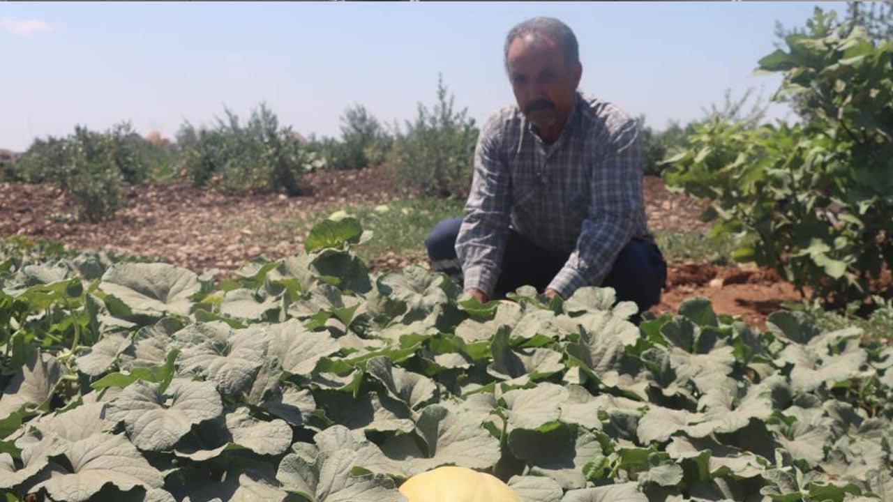 Yıllar sonra asırlık tatlar sofralara gelmeye başladı: Ata tohumlarıyla bir başarıya imza attı