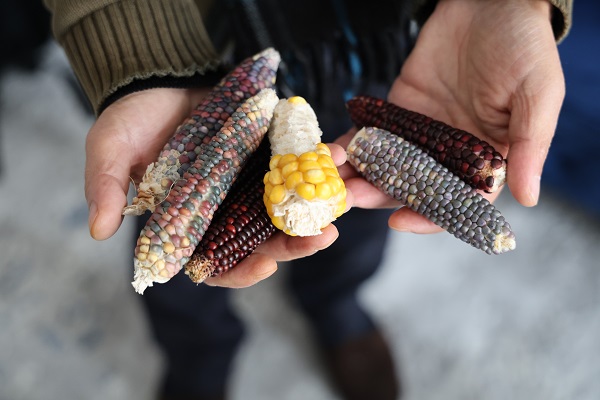 Foto - Yıllardır uğraşıyor ücretsiz dağıtıyor