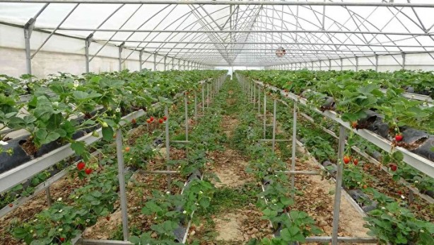 Foto - Yıllık 5 ton rekolteye ulaşıyorlar! "Taleplere yetişemiyoruz"