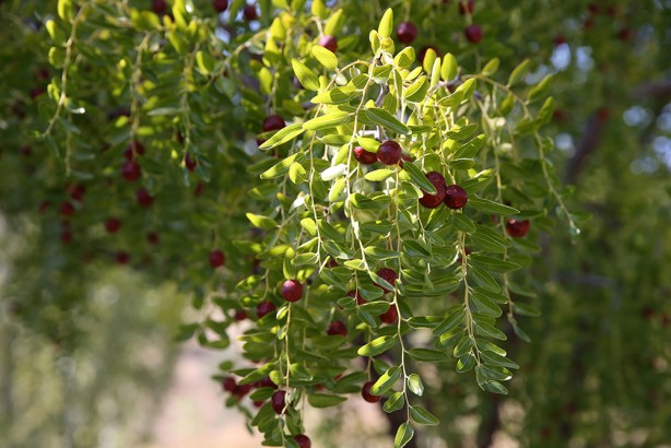 Foto - Yıllık 600 ton üretim yapılıyor! C vitamini değeri ve antioksidan özellikleriyle ön plana çıkıyor!