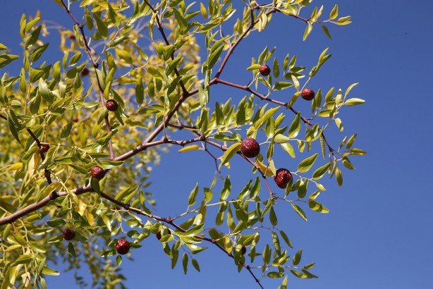 Foto - Yıllık 600 ton üretim yapılıyor! C vitamini değeri ve antioksidan özellikleriyle ön plana çıkıyor!