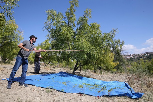 Foto - Yıllık 600 ton üretim yapılıyor! C vitamini değeri ve antioksidan özellikleriyle ön plana çıkıyor!