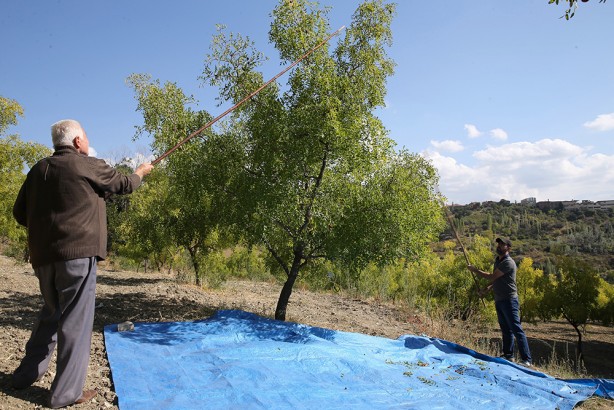 Foto - Yıllık 600 ton üretim yapılıyor! C vitamini değeri ve antioksidan özellikleriyle ön plana çıkıyor!