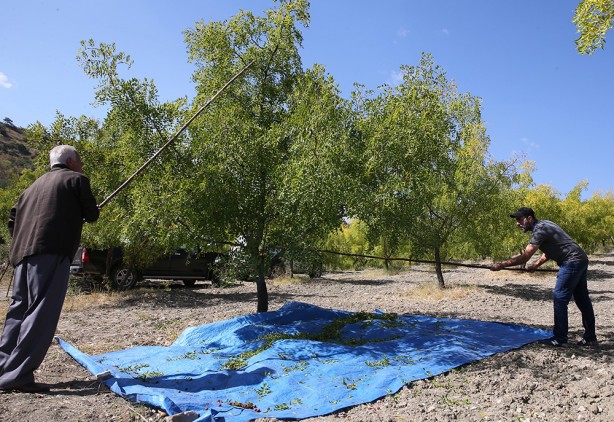 Foto - Yıllık 600 ton üretim yapılıyor! C vitamini değeri ve antioksidan özellikleriyle ön plana çıkıyor!