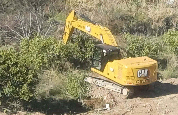 Foto - Yine CHP’li belediye, yine ağaç katliamı! Taşıyoruz dediler katlettiler