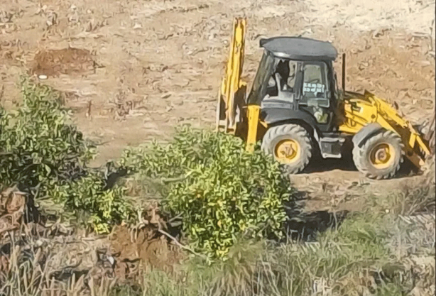 Foto - Yine CHP’li belediye, yine ağaç katliamı! Taşıyoruz dediler katlettiler