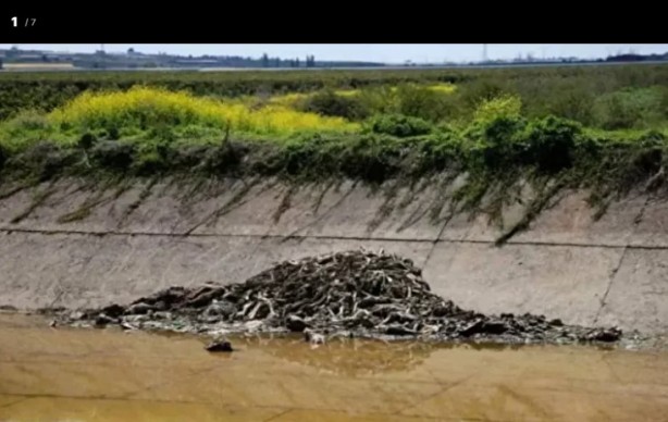 Foto - Yine millete eşek eti yedirmeye başladılar!