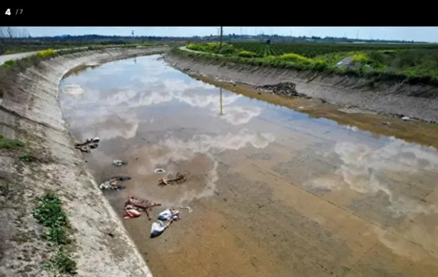 Foto - Yine millete eşek eti yedirmeye başladılar!