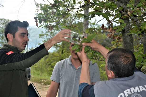 Foto - Yırtıcı böcekler o ilimize bırakıldı! Sebebi duyanları şaşkına çevirdi